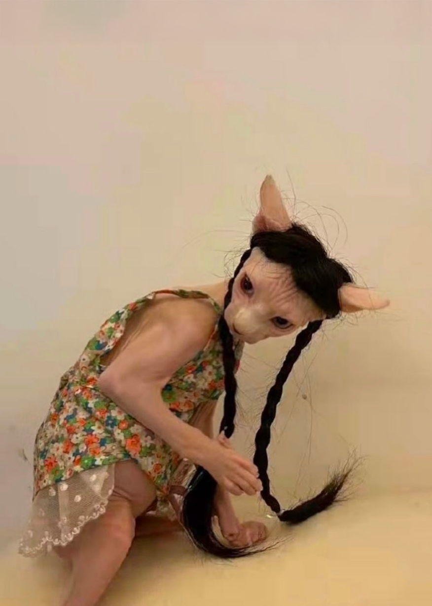Meme Tee CAT IN WIG